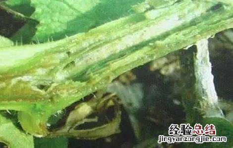 黄瓜常见的病害防治 黄瓜常见的病害防治方法