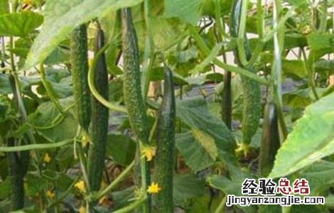 黄瓜常见的病害防治 黄瓜常见的病害防治方法
