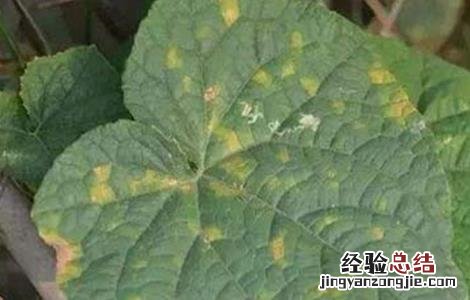 黄瓜常见的病害防治 黄瓜常见的病害防治方法