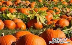 南瓜烂心的原因及防治方法 南瓜烂心的原因及防治方法是什么