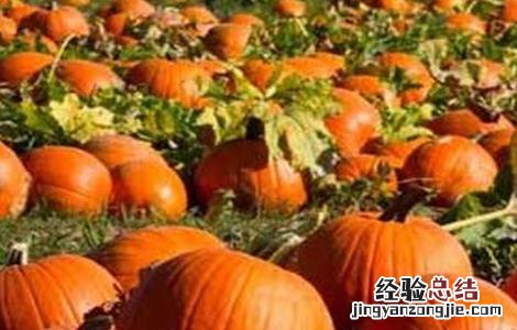 南瓜烂心的原因及防治方法 南瓜烂心的原因及防治方法是什么