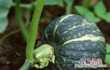 南瓜烂心的原因及防治方法 南瓜烂心的原因及防治方法是什么