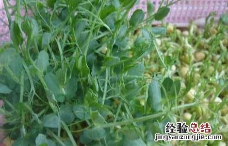 龙须菜的种植方法 龙须菜的种植方法和技术