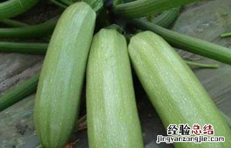 西葫芦种植时间和方法视频 西葫芦种植时间和方法