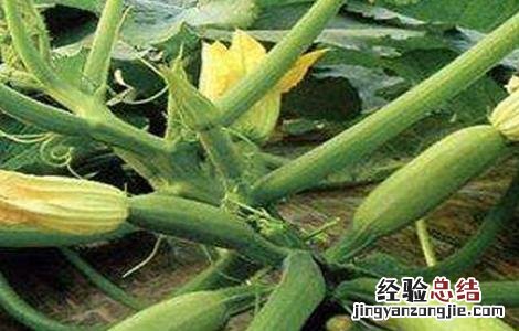 西葫芦种植时间和方法视频 西葫芦种植时间和方法