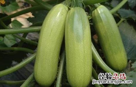 西葫芦种植时间和方法视频 西葫芦种植时间和方法