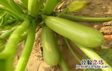 西葫芦种植时间和方法视频 西葫芦种植时间和方法