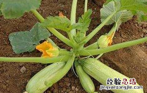 西葫芦种植时间和方法视频 西葫芦种植时间和方法