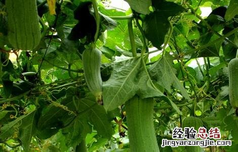 丝瓜该怎么种才能发芽 丝瓜该怎么种