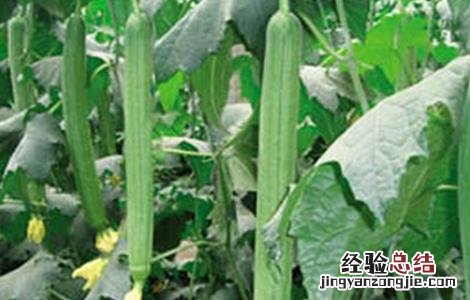 丝瓜该怎么种才能发芽 丝瓜该怎么种