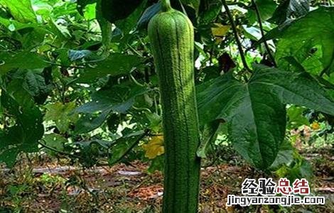 丝瓜该怎么种才能发芽 丝瓜该怎么种