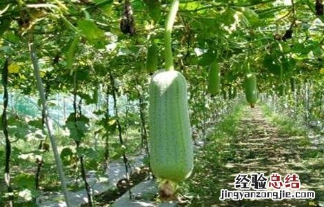 丝瓜该怎么种才能发芽 丝瓜该怎么种