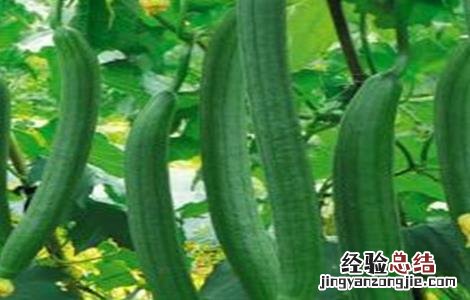 丝瓜该怎么种才能发芽 丝瓜该怎么种