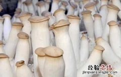 杏鲍菇种植与禁忌 杏鲍菇种植注意事项