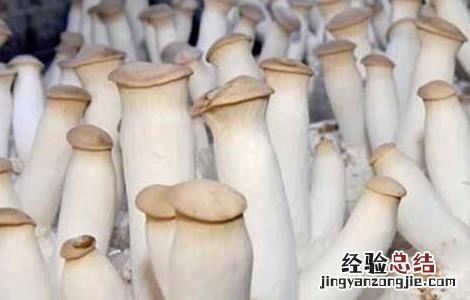 杏鲍菇种植与禁忌 杏鲍菇种植注意事项