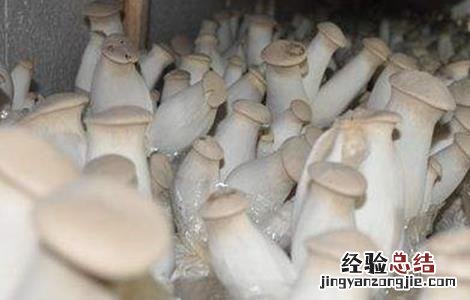杏鲍菇种植与禁忌 杏鲍菇种植注意事项