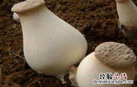 杏鲍菇种植与禁忌 杏鲍菇种植注意事项