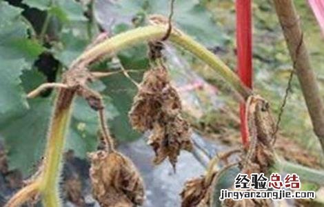 冬瓜不长新根的原因和防治措施图片 冬瓜不长新根的原因和防治措施
