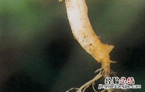 冬瓜不长新根的原因和防治措施图片 冬瓜不长新根的原因和防治措施