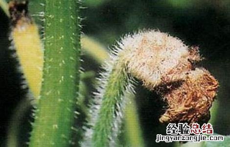 冬瓜不长新根的原因和防治措施图片 冬瓜不长新根的原因和防治措施