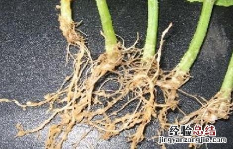 冬瓜不长新根的原因和防治措施图片 冬瓜不长新根的原因和防治措施