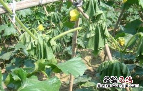 冬瓜不长新根的原因和防治措施图片 冬瓜不长新根的原因和防治措施