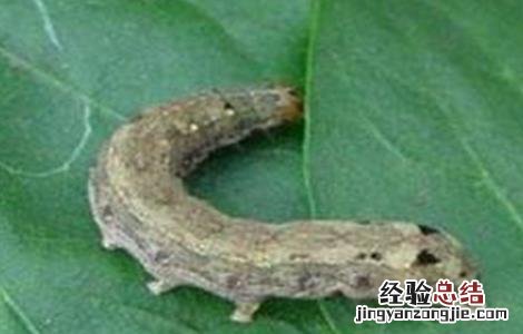 甜菜常见病虫害防治方法 甜菜常见病虫害防治方法有哪些