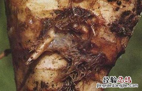 甜菜常见病虫害防治方法 甜菜常见病虫害防治方法有哪些