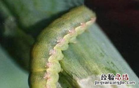 甜菜常见病虫害防治方法 甜菜常见病虫害防治方法有哪些