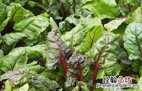 甜菜常见病虫害防治方法 甜菜常见病虫害防治方法有哪些