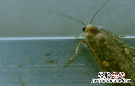 甜菜常见病虫害防治方法 甜菜常见病虫害防治方法有哪些