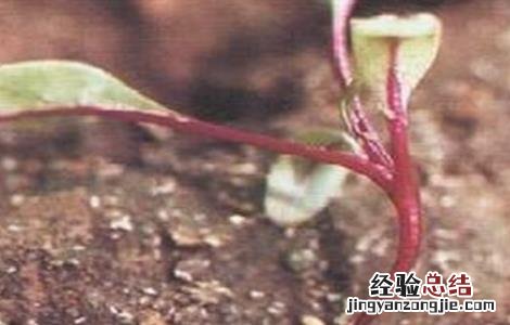 甜菜常见病虫害防治方法 甜菜常见病虫害防治方法有哪些