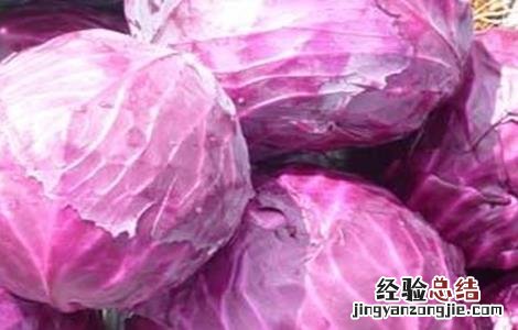 甘蓝菜的种植方法和时间 甘蓝的种植方法与时间