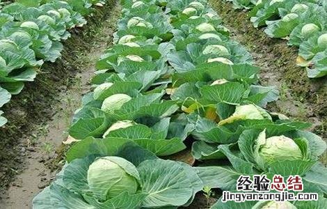甘蓝菜的种植方法和时间 甘蓝的种植方法与时间