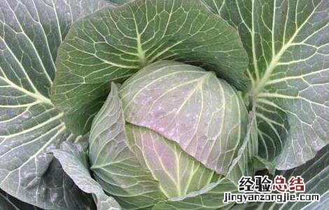 甘蓝菜的种植方法和时间 甘蓝的种植方法与时间