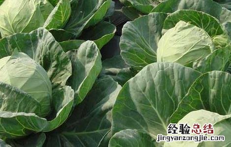 甘蓝菜的种植方法和时间 甘蓝的种植方法与时间