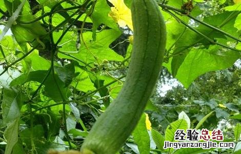 丝瓜常见病害 丝瓜常见病害图片