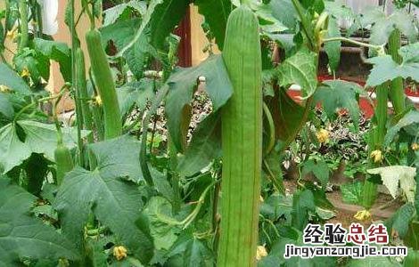 丝瓜常见病害 丝瓜常见病害图片