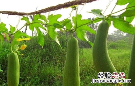 丝瓜常见病害 丝瓜常见病害图片