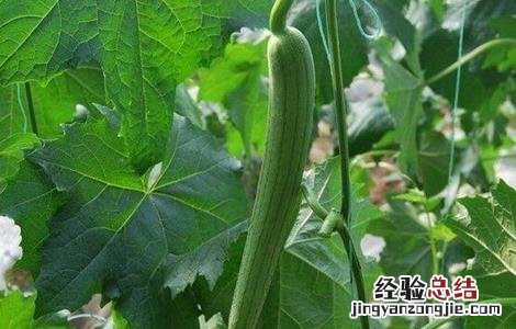 丝瓜常见病害 丝瓜常见病害图片
