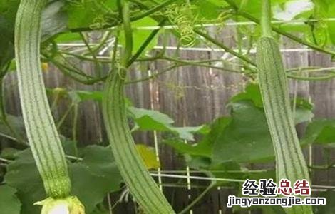 丝瓜常见病害 丝瓜常见病害图片