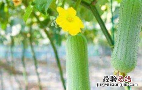 丝瓜常见病害 丝瓜常见病害图片