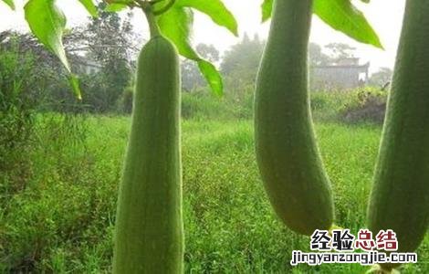 丝瓜常见病害 丝瓜常见病害图片