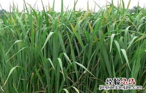 茭白的常见病虫害防治方法 茭白的病虫害如何防治