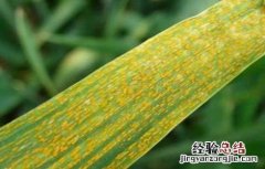 茭白的常见病虫害防治方法 茭白的病虫害如何防治