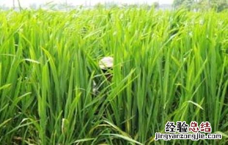茭白的常见病虫害防治方法 茭白的病虫害如何防治