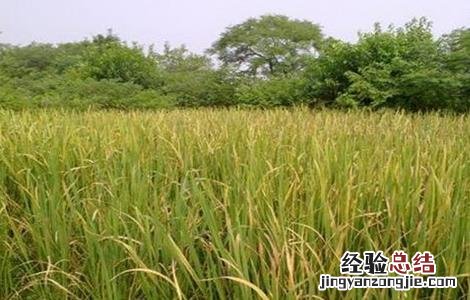茭白的常见病虫害防治方法 茭白的病虫害如何防治