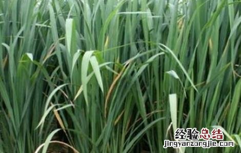 茭白的种植技术 茭白的种植技术及视频