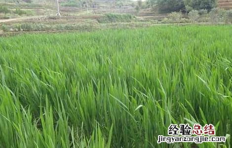 茭白的种植技术 茭白的种植技术及视频