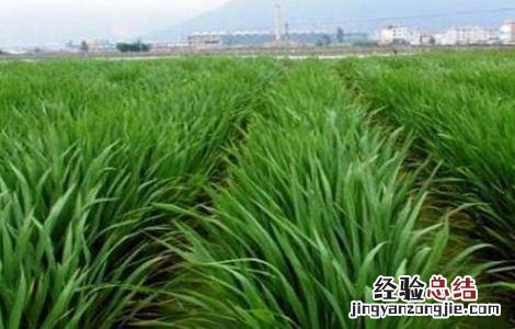 茭白的种植技术 茭白的种植技术及视频